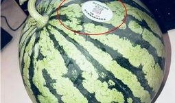 可以吃网红的瓜,那些我们“吃”到的瓜